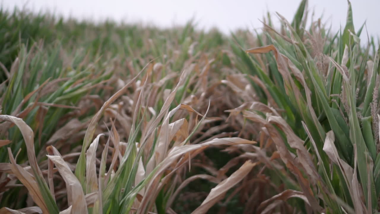 wide handheld shot of a corn field with the wind moving it