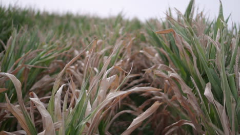 wide handheld shot of a corn field with the wind moving it