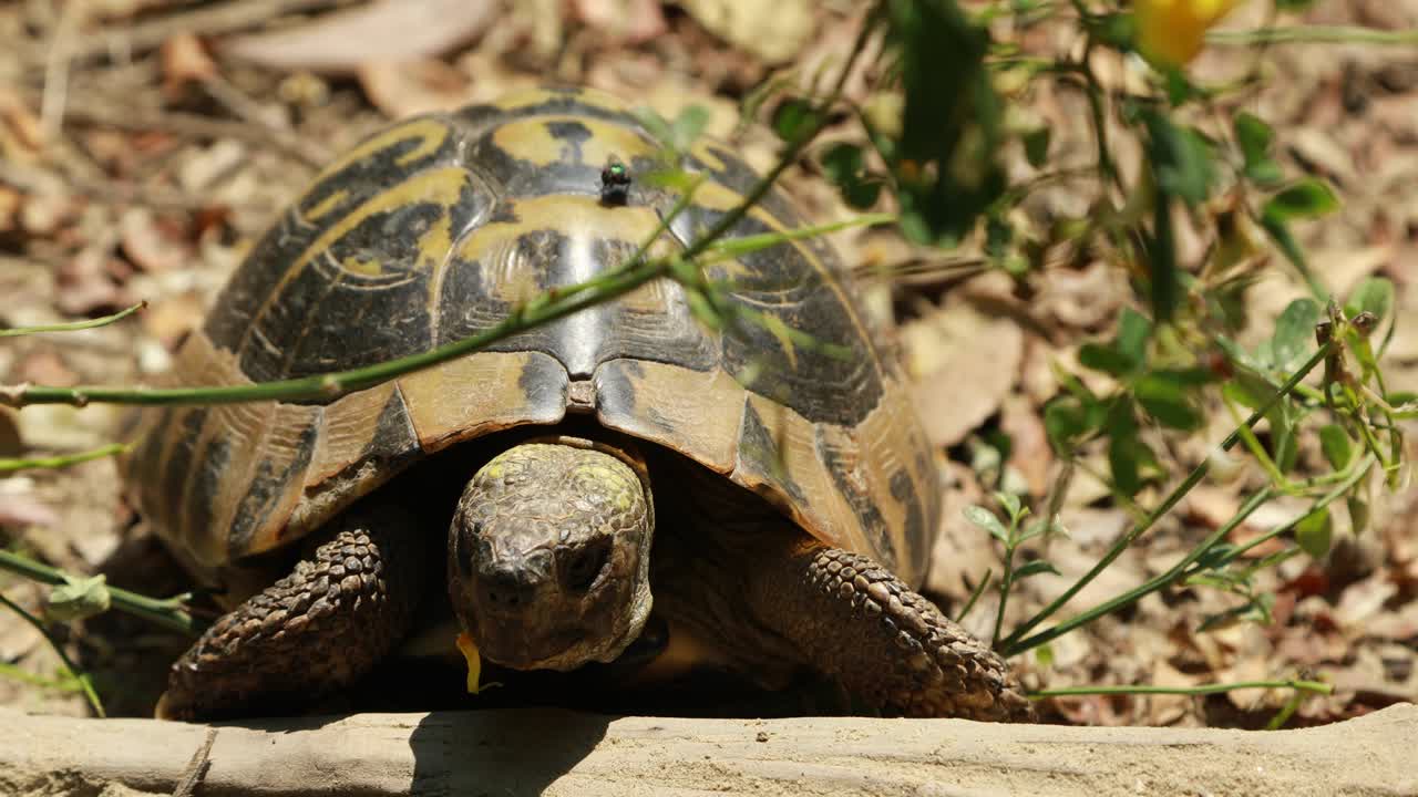 Turtle eating yellow petal of flower on nature with front view of head and beautiful shell