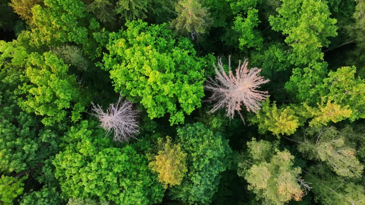 Counterclockwise rotation reveals dead trees contrasting lush forest at sunset