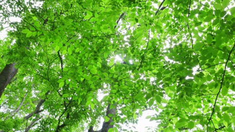 spring plants with bright green