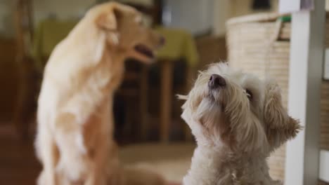 View-of-two-cute-white-dogs-in-kitchen