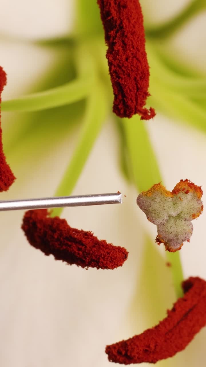 Primo piano delle parti riproduttive di un fiore di giglio con un ago, che evidenzia i dettagli dell'impollinazione in luce naturale.