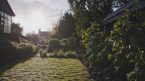 beautiful garden in the morning light