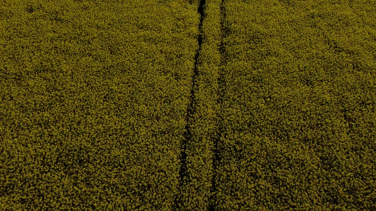 vista aérea mirando hacia abajo sobre el colorido campo de colza de color amarillo dorado brillante al amanecer