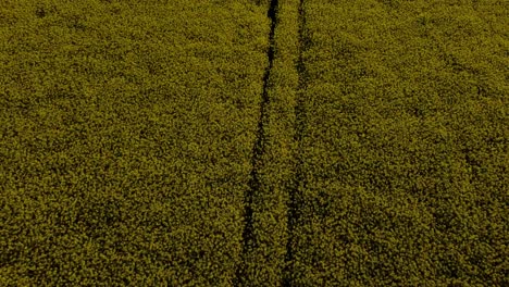 vista aérea mirando hacia abajo sobre el colorido campo de colza de color amarillo dorado brillante al amanecer