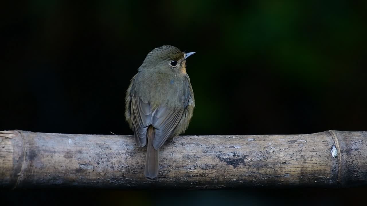 papamoscas azul de la colina posado en un bambú, cyornis whitei