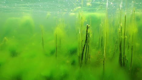 underwater view of green algae and aquatic plants