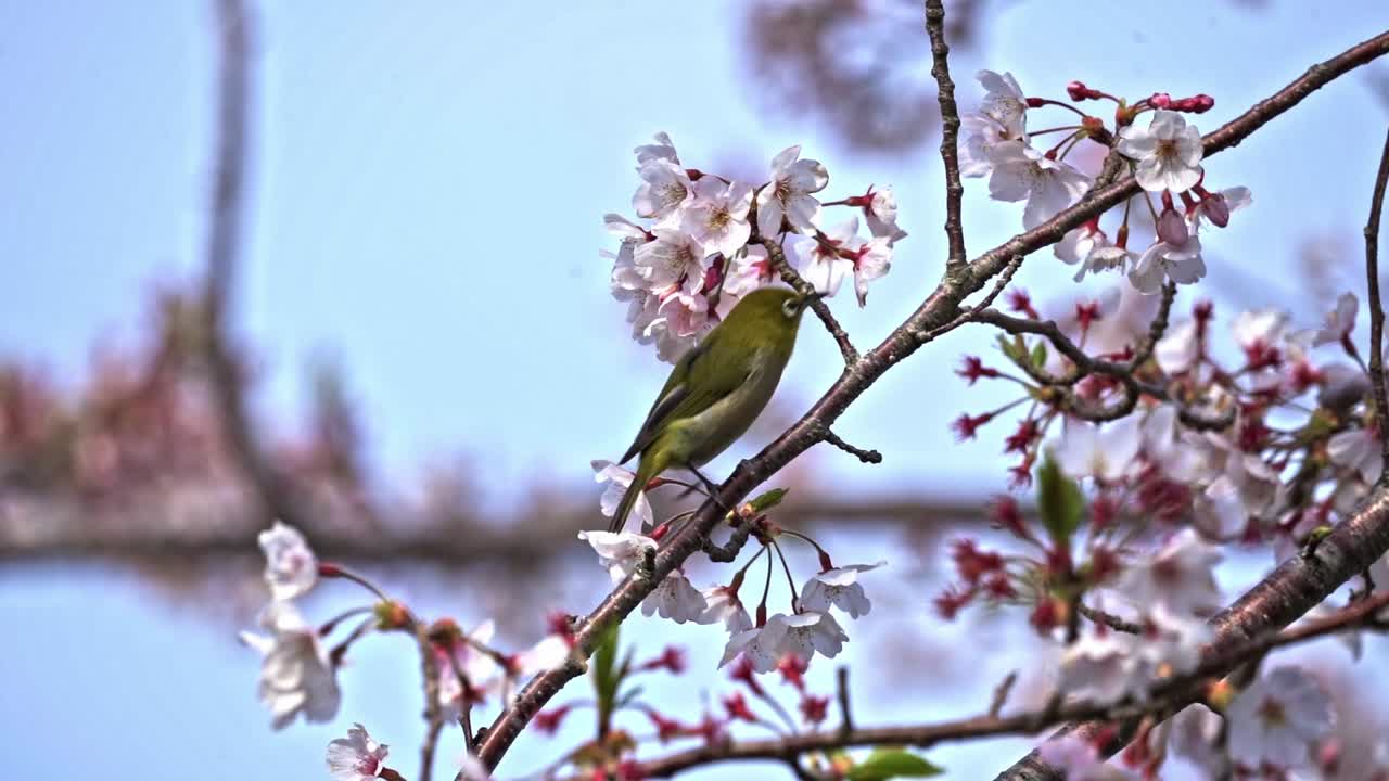 Uccello occhialino canoro appollaiato che succhia il nettare sui fiori di sakura