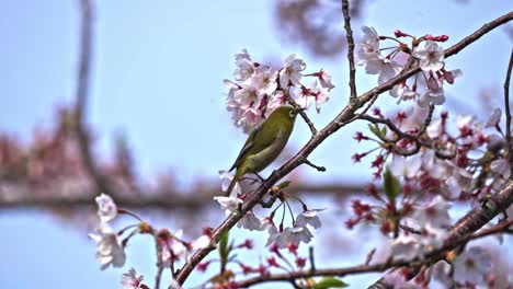 perching warbling white-eye bird sucking nectar on sakura flowers