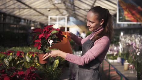 Smiling-young-female-gardener-in-uniform-watering-a-pot-of-red-poinsettia-with-garden-watering-can-in-greenhouse