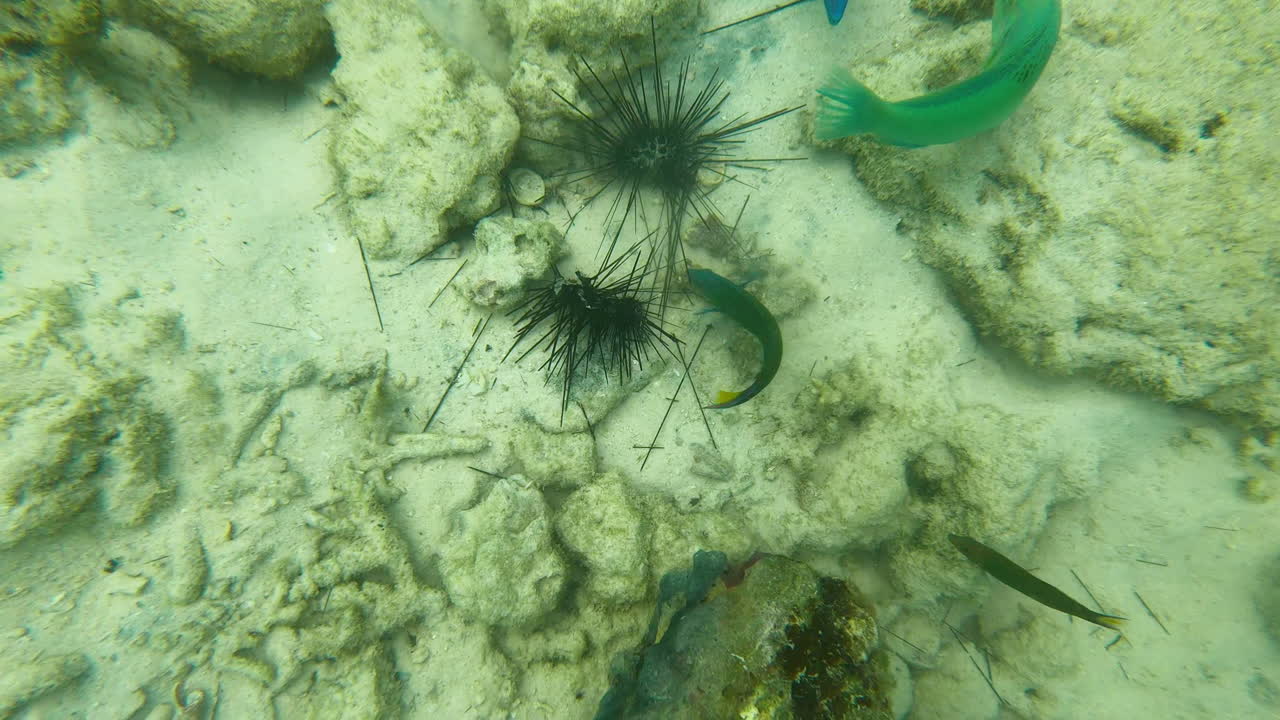 Fish swim around black sea urchins in shallow water off the tropical Phi Phi Island, Krabi Province, Thailand