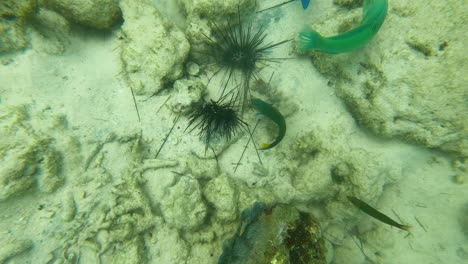 fish swim around black sea urchins in shallow water off the tropical phi phi island, krabi province, thailand