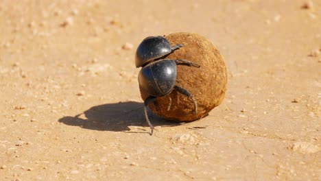 escarabajo de estiércol escalando bolas de heces en el desierto y perdiendo el equilibrio, de cerca, áfrica