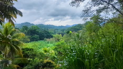 scenic landscape view of dense green plants and trees with dark rain clouds in mountainous environment of highlands in sri lanka