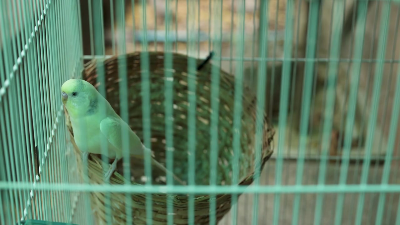 Um periquito verde-claro pousa em um ninho de cesta de vime dentro de uma gaiola de metal