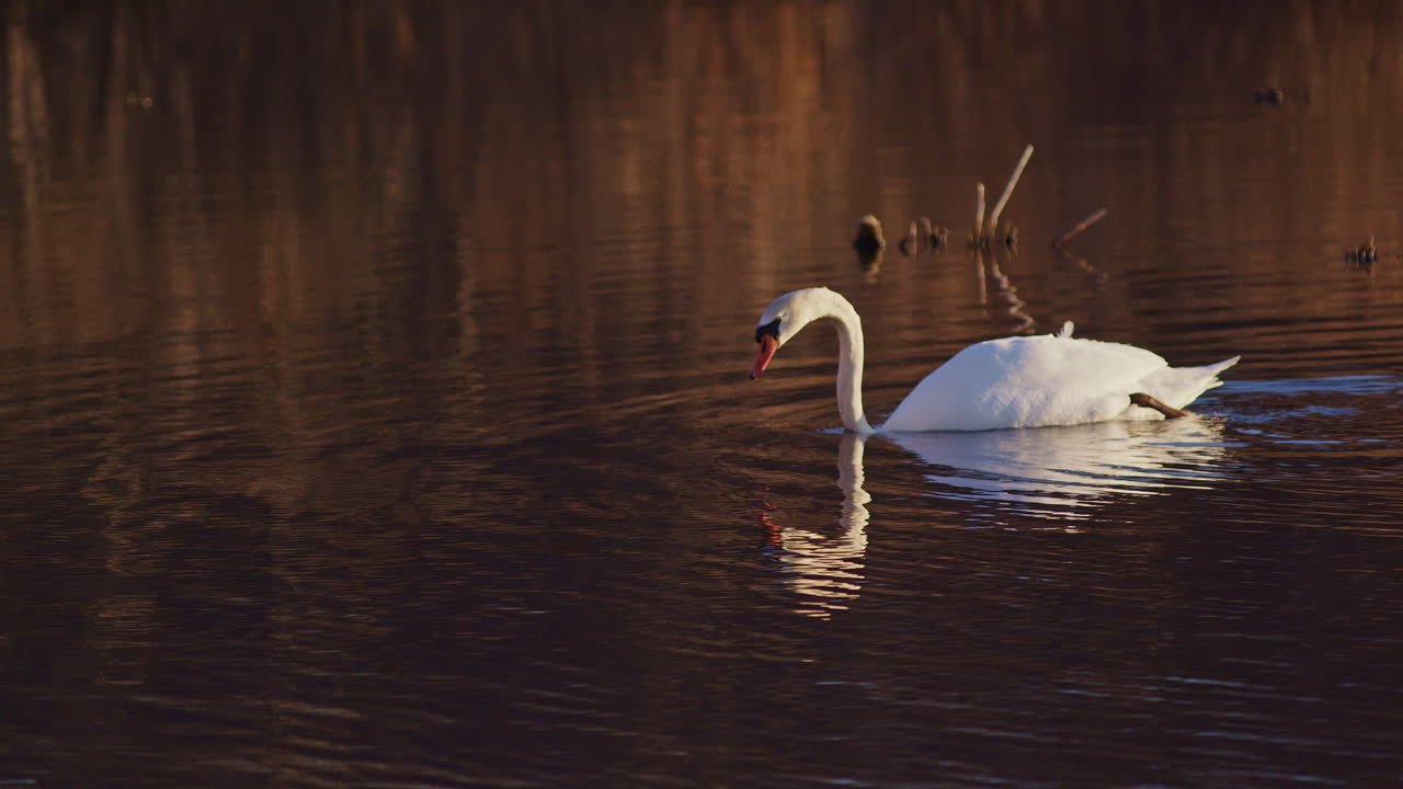 Serene slow-mo footage of dawn-feeding swans.