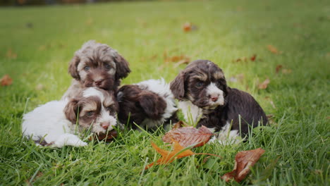 Unos-Lindos-Cachorritos-En-Un-Césped-Verde