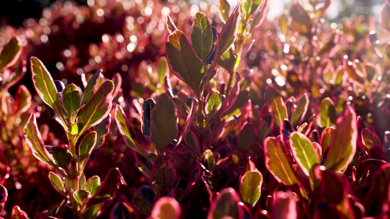 primer plano de hojas a la luz del sol, jardín de melbourne