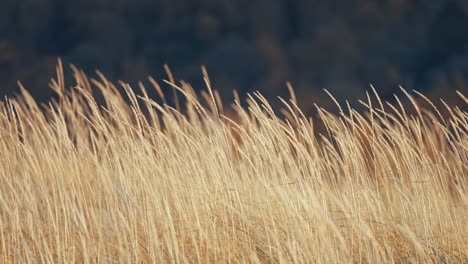 Golden-eas-of-dry-grass-sway-softly-in-the-wind