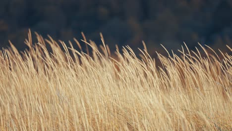 golden eas of dry grass sway softly in the wind