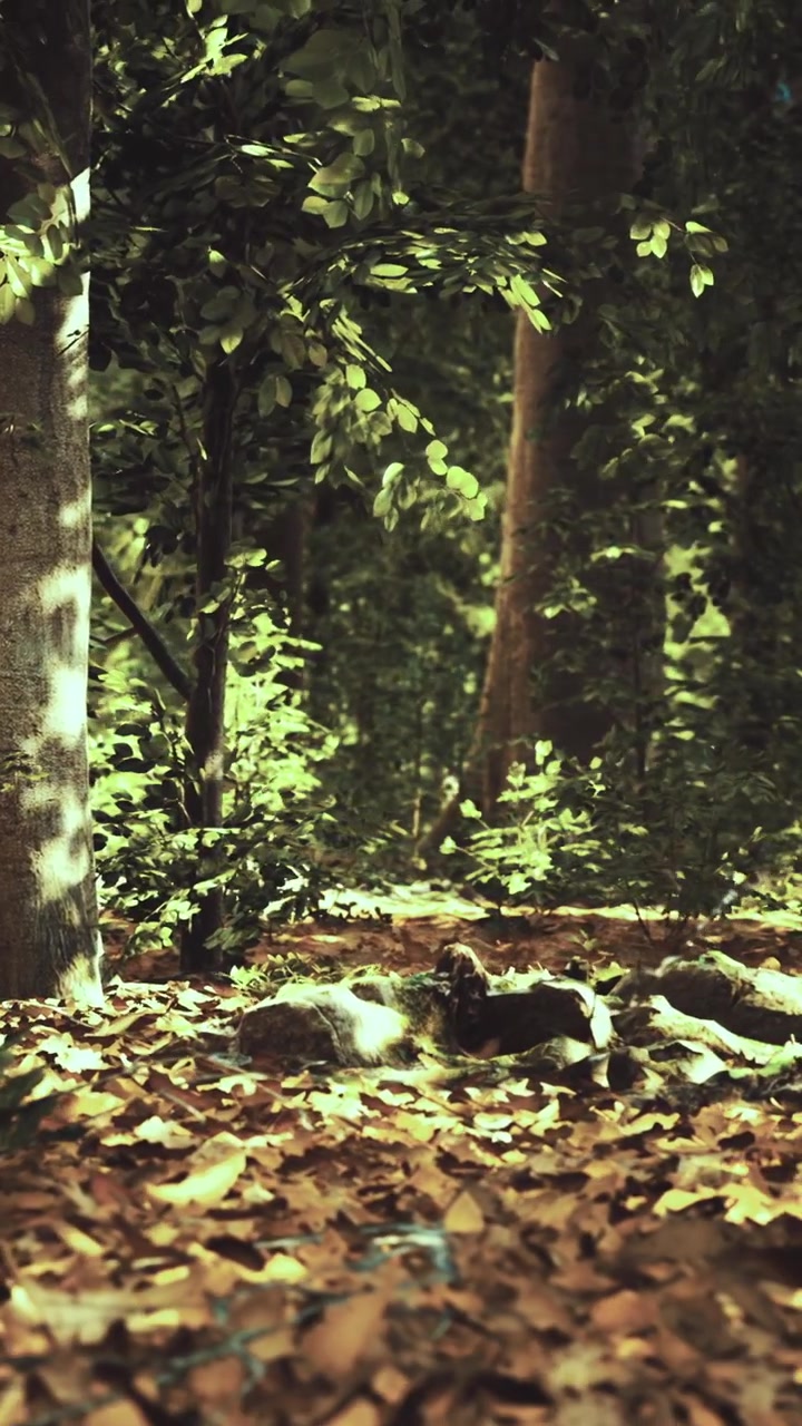 Sentiero sereno nel bosco bagnato da una luce solare soffusa e circondato da un fogliame vibrante
