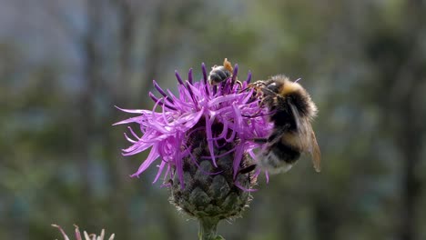 queen bumblebee fly hungry for nectar slow motion