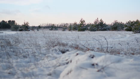 Dry-grass-covered-hoarfrost-in-front-snowbound-fir-trees-at-winter-day-close-up.