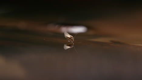 bark louse drifting on water