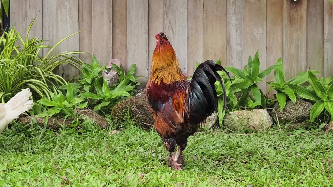 gallo en un jardín