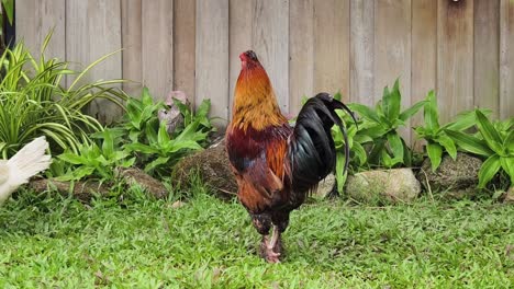 rooster in a garden