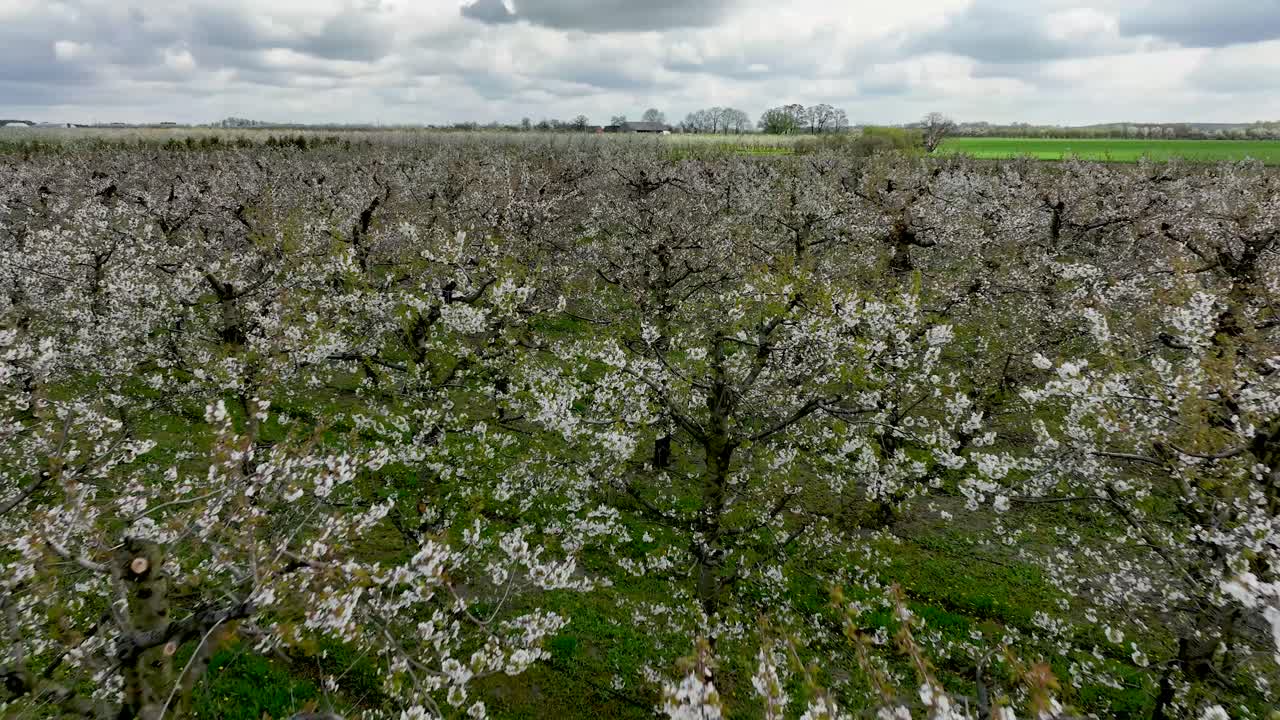 avión no tripulado vuela por encima del cerezo que florece con una flor panorámica blanca en la temporada de primavera