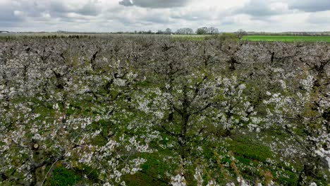 drone-fly-above-cherry-tree-blooming-with-white-scenic-flower-in-spring-season