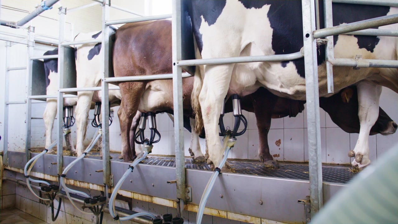 Dairy cows stand in metal stalls while automated milking machines extract milk in a modern agricultural facility
