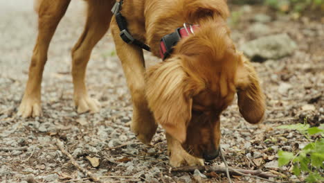 golden retriever puppy chewing on a stick on a gravel trail