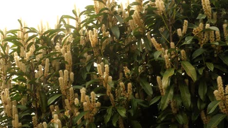 las abejas y otros insectos vuelan a lo largo de un seto de laurel de cereza en flor en un soleado día de primavera