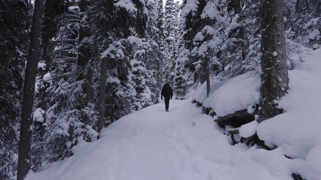excursionista en el parque nacional de banff, bosque nevado, 4k