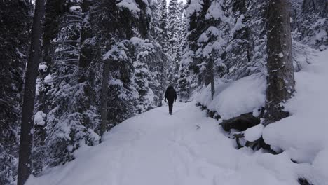 hiker in banff national park, snowy forest, 4k