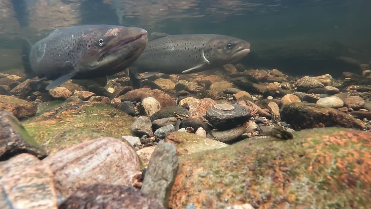 Veduta subacquea di tre trote in un chiaro fiume norvegese, una che batte la coda nella ghiaia mentre le altre resistono alla corrente.