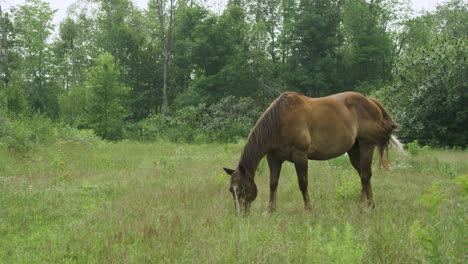 Schönes-Junges-Cowgirl-Reitet-Ihr-Pferd-Durch-Eine-Offene-Weide,-Grasendes-Pferd-Im-Vordergrund