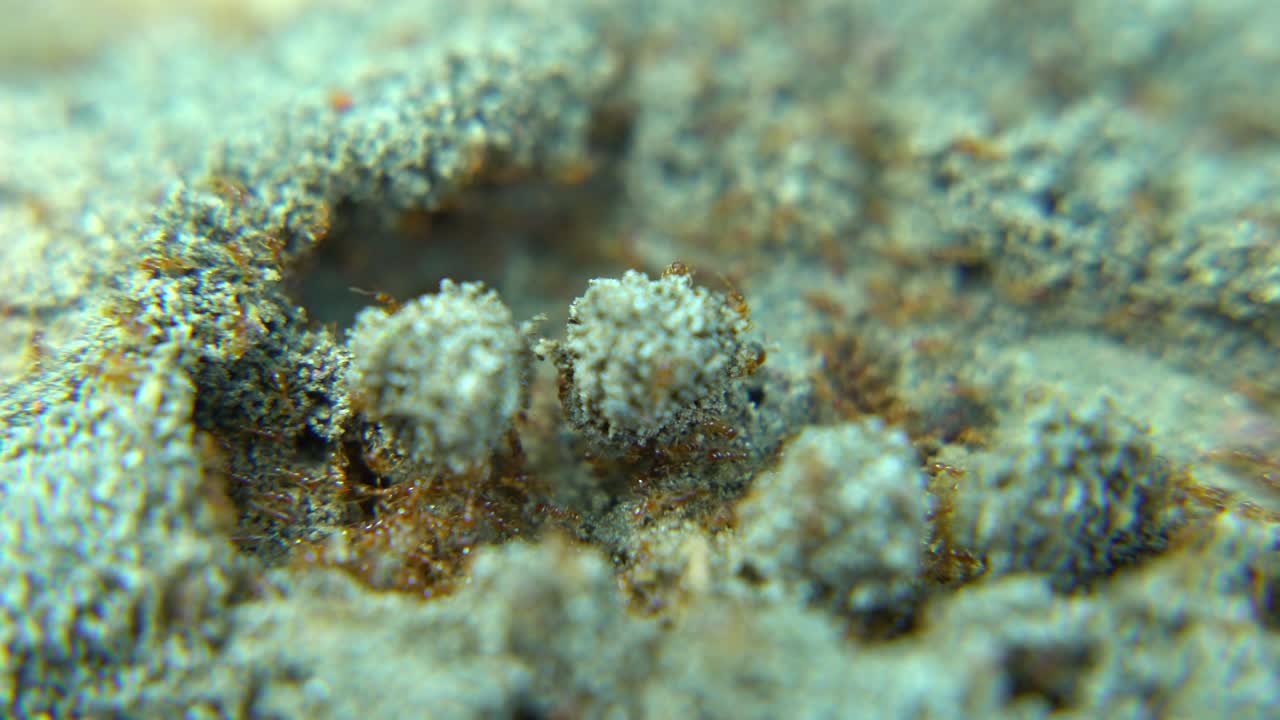 муравьи маршируют по дороге.