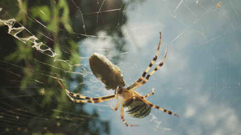 cross spider on web