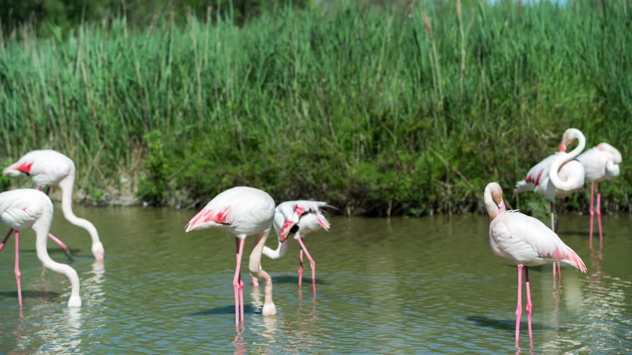 카마그 플라밍고 46