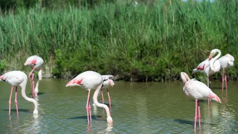 flamencos carmargue 46