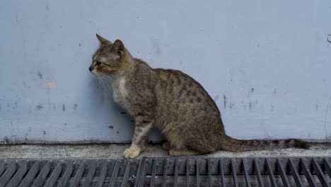 Eine-Entzückende-Und-Verspielte-Streunerkatze-Mit-Blauem-Wandhintergrund