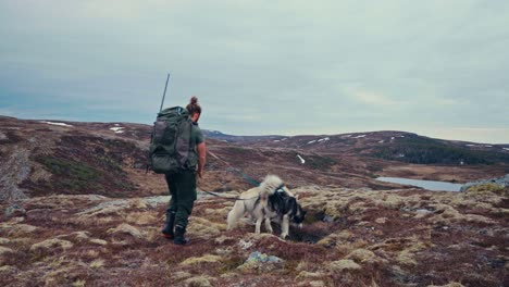 man with alaskan malamute dogs across terrain in the mountain lakes of reinsjoen in norway. wide shot
