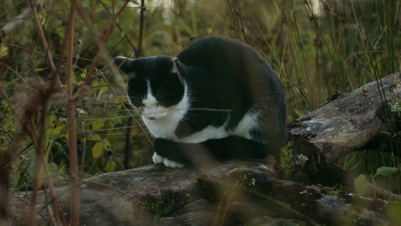 Domestic pet cat resting on tree outside in forest