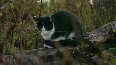 domestic pet cat resting on tree outside in forest