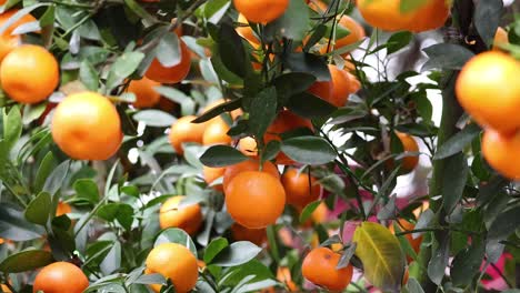 close-up view of oranges on a tree