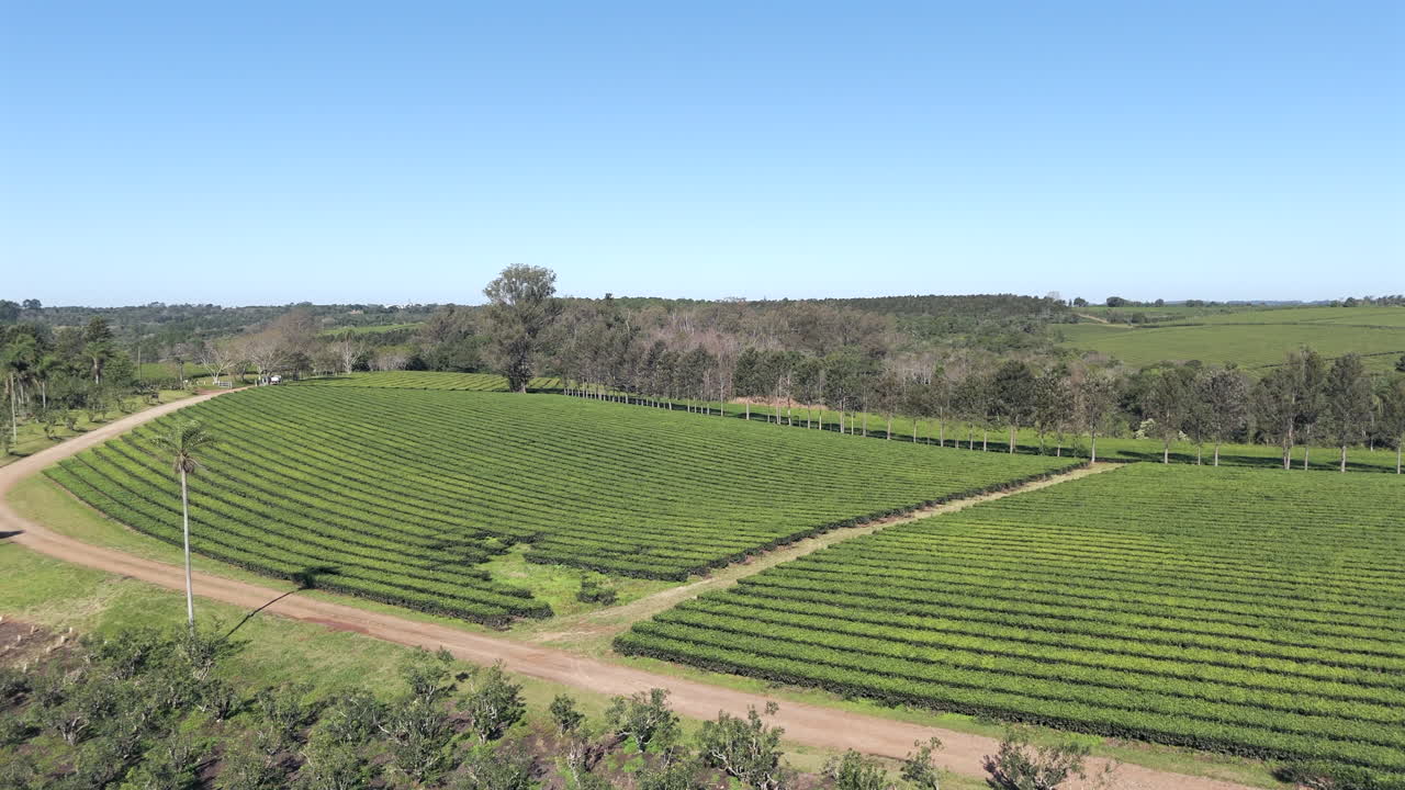 drone avanzando sobre una plantación de yerba mate seguido por un campo de té verde camellia sinensis